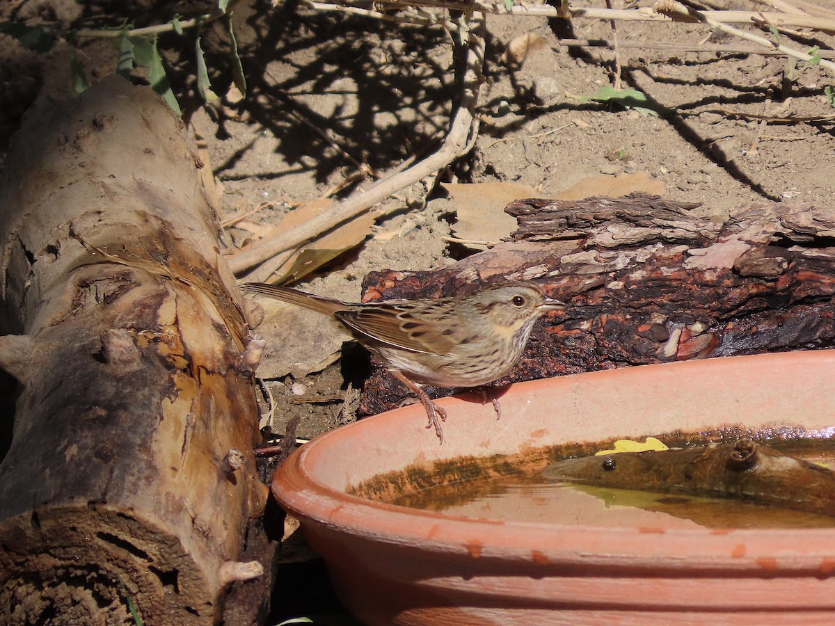 Lincoln's Sparrow - ML644445697