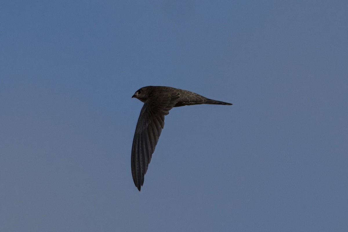 סיס-דקלים אסייתי - ML644445706