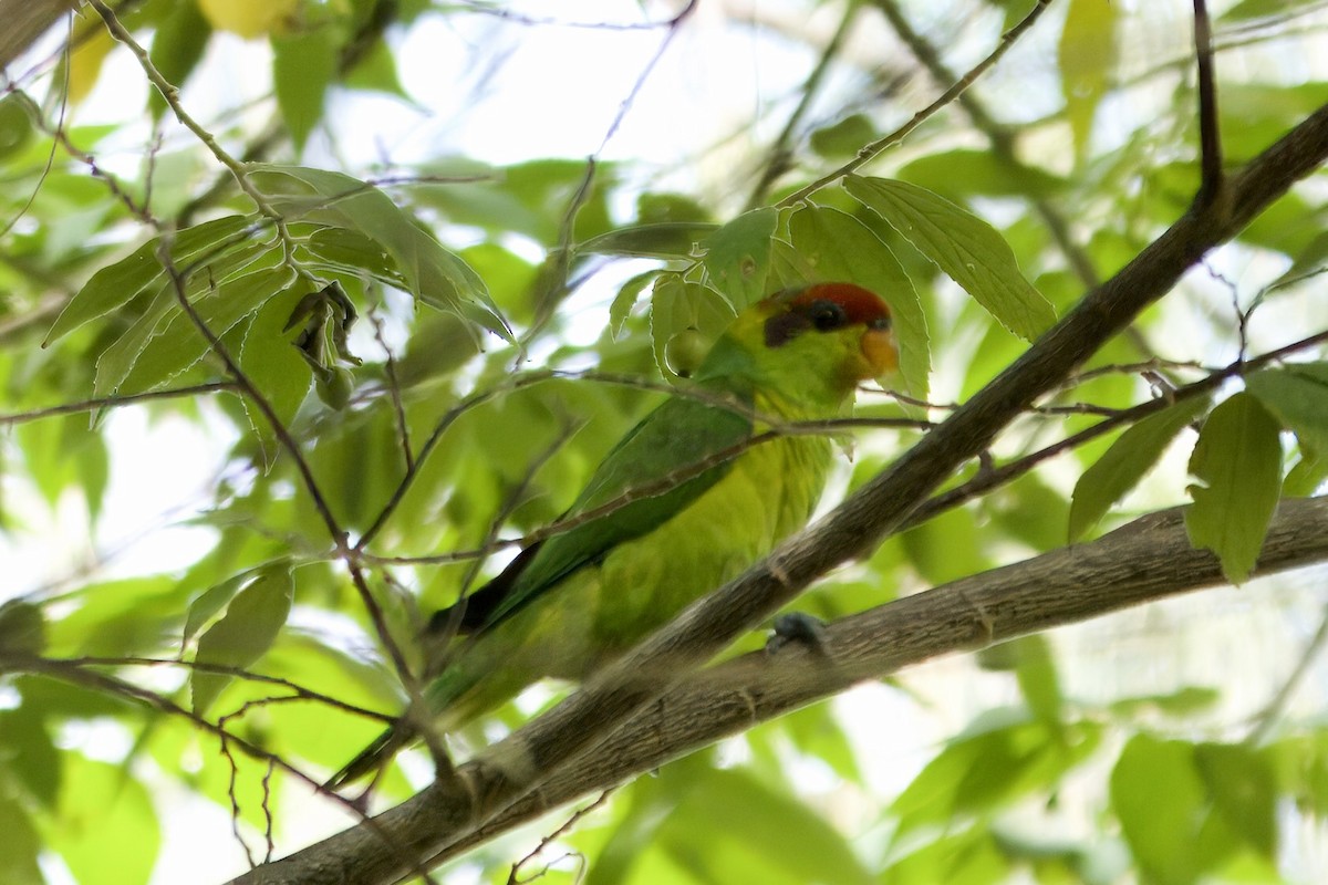 Iris Lorikeet - ML644445708