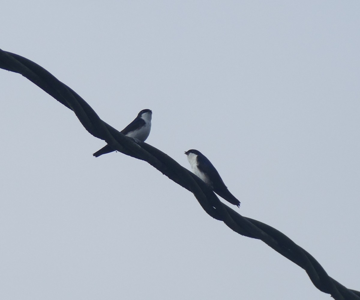 Blue-and-white Swallow - ML644445709