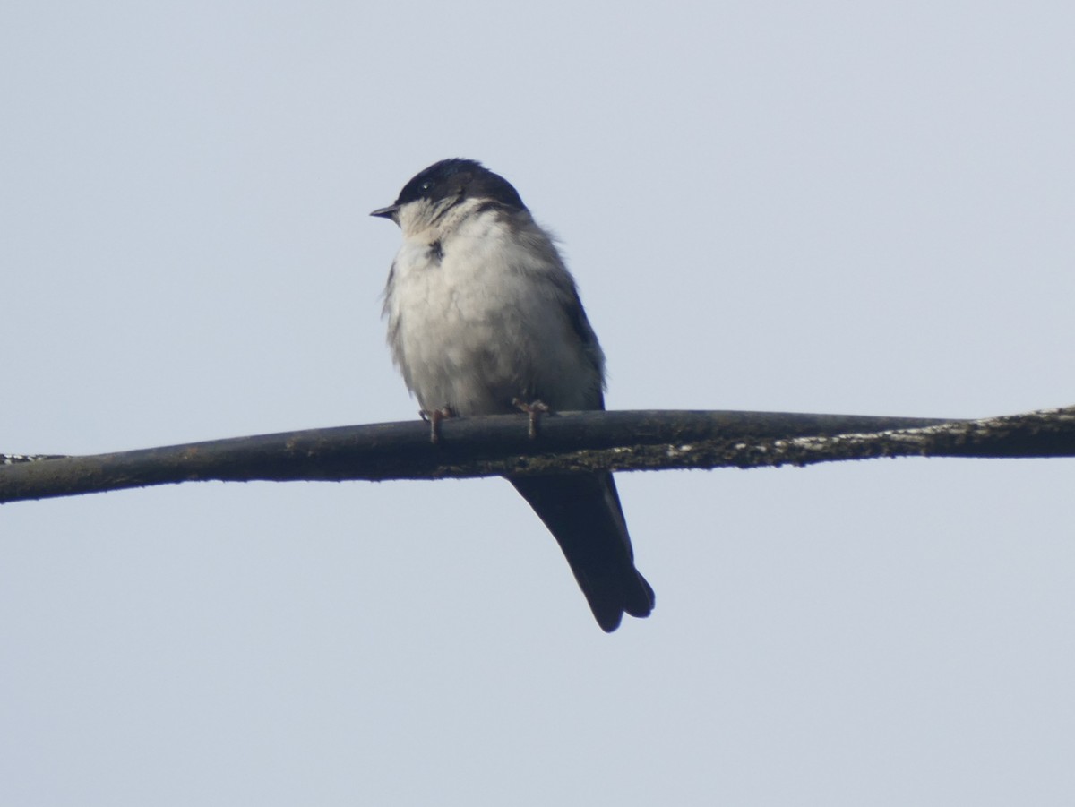 Blue-and-white Swallow - ML644445710