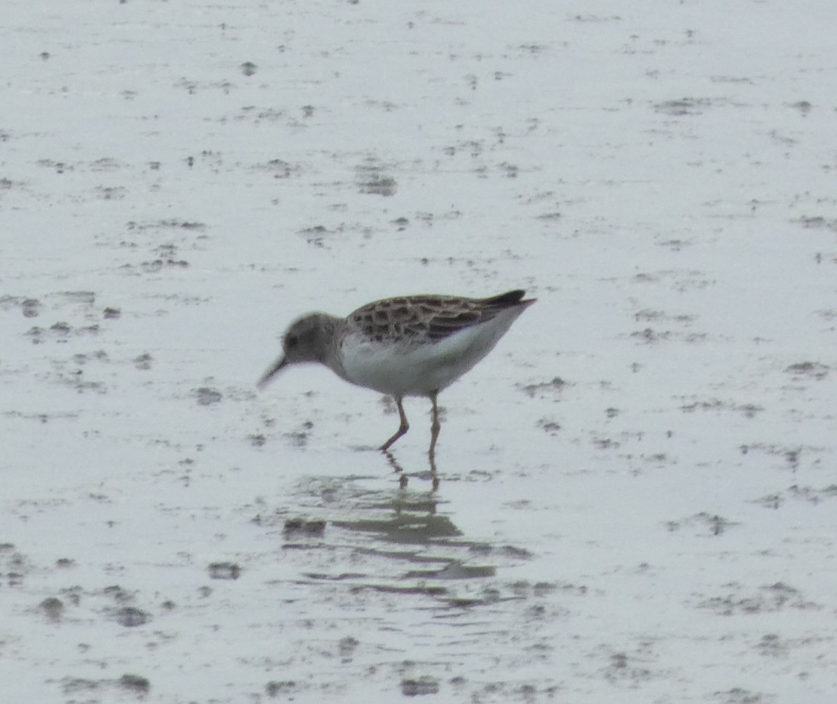 Савар элсэг - ML644445714