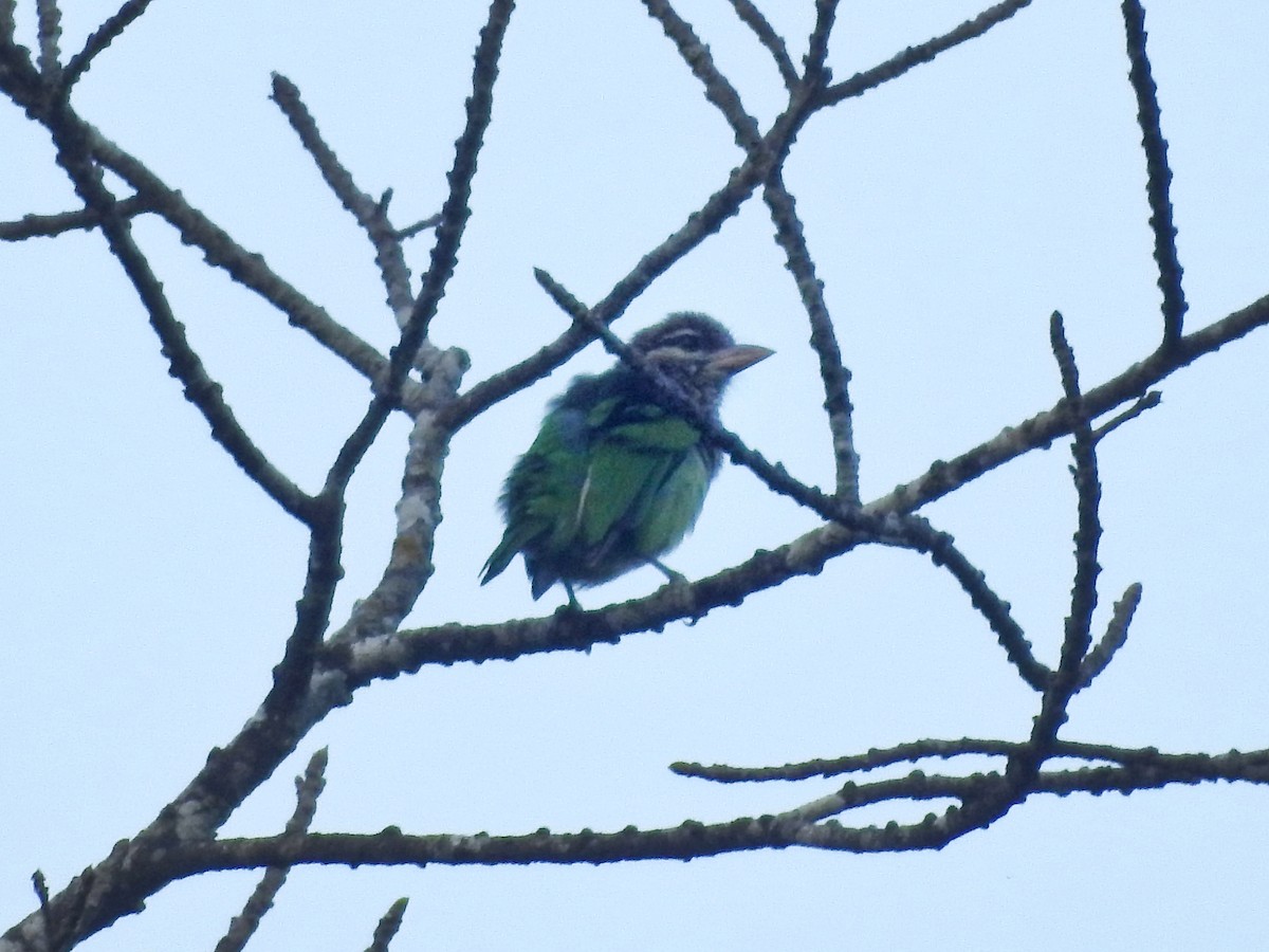 White-cheeked Barbet - ML644445722