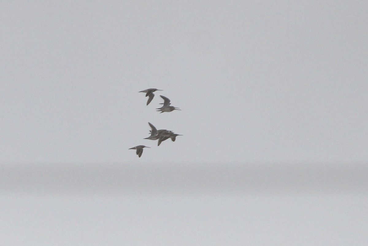 Хараалжин цууцил - ML644445728