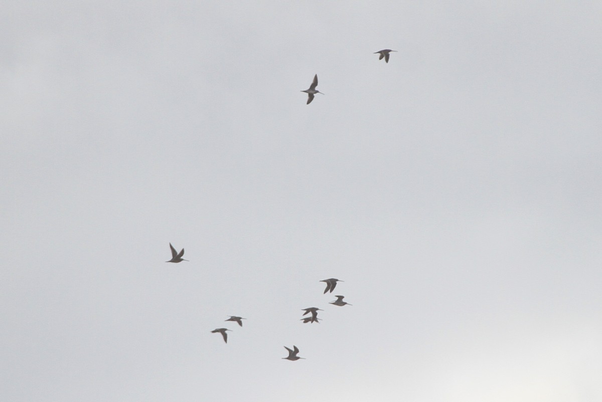 Хараалжин цууцил - ML644445729