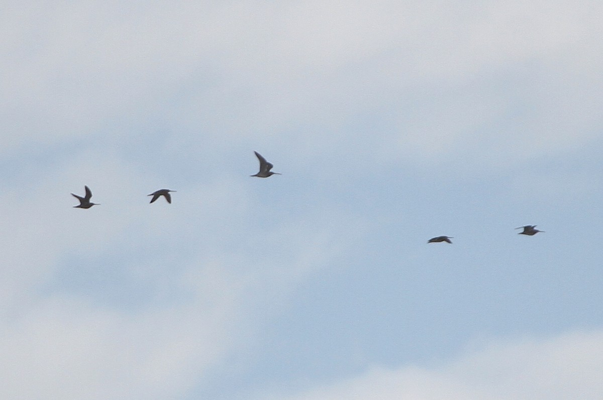 Хараалжин цууцил - ML644445730