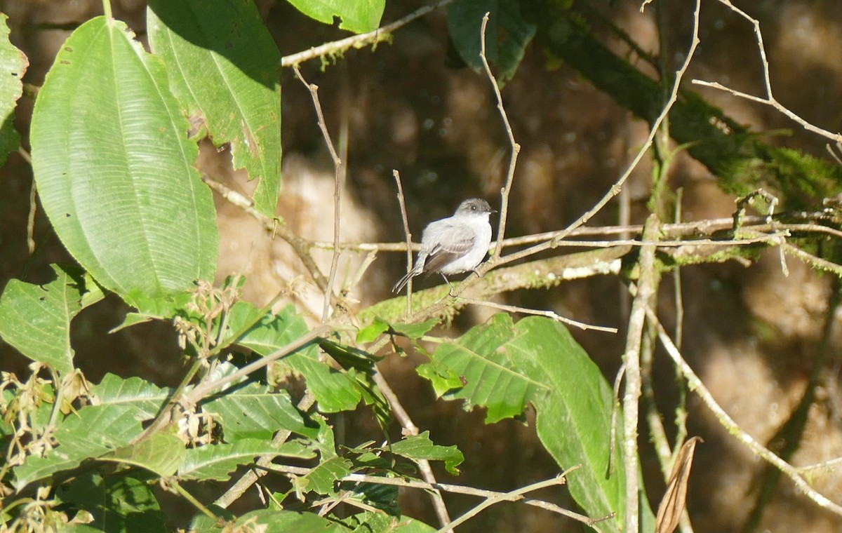 Torrent Tyrannulet - ML644445737