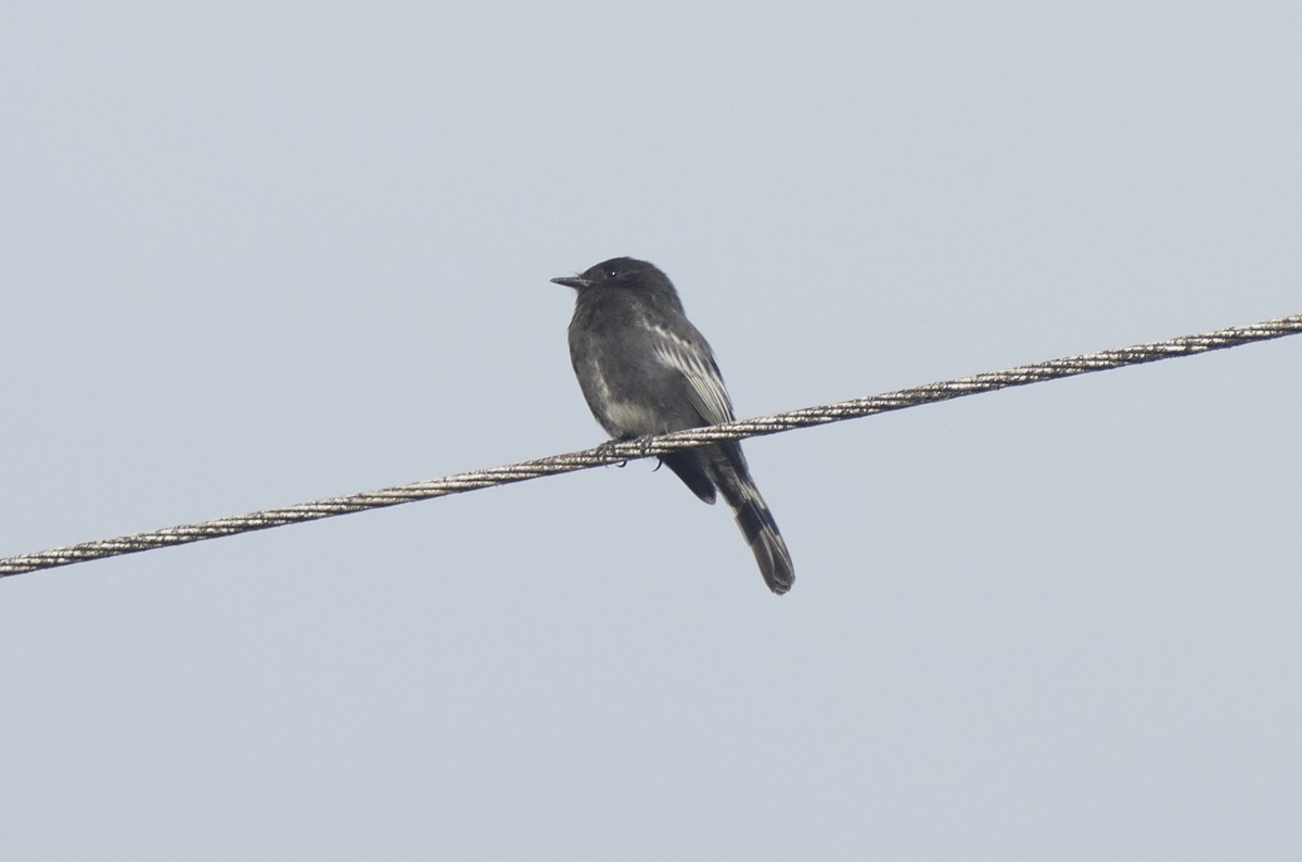 Black Phoebe - ML644445740
