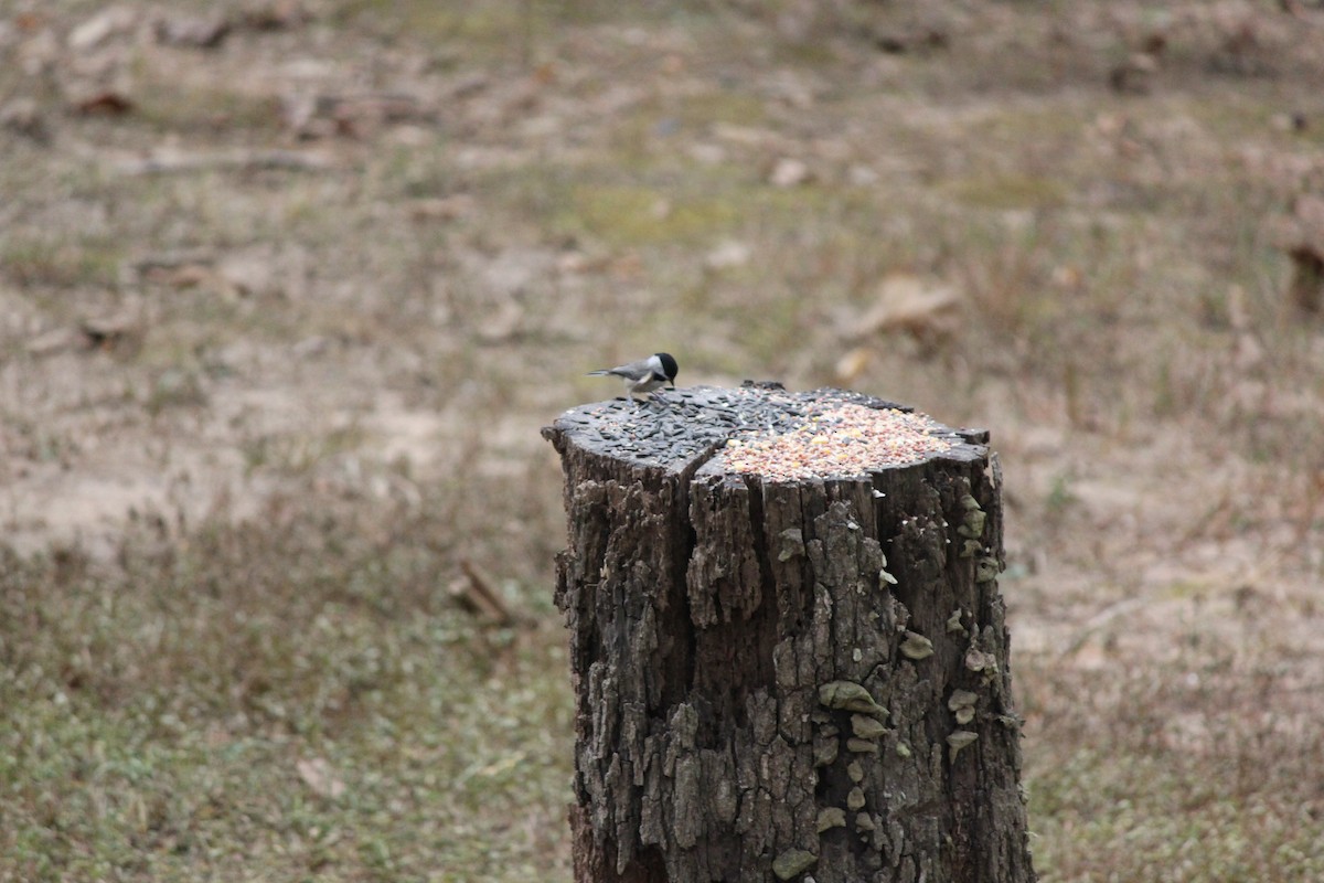 Carolina Chickadee - ML644445744