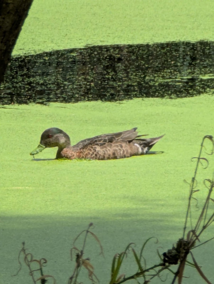 Chestnut Teal - ML644445757