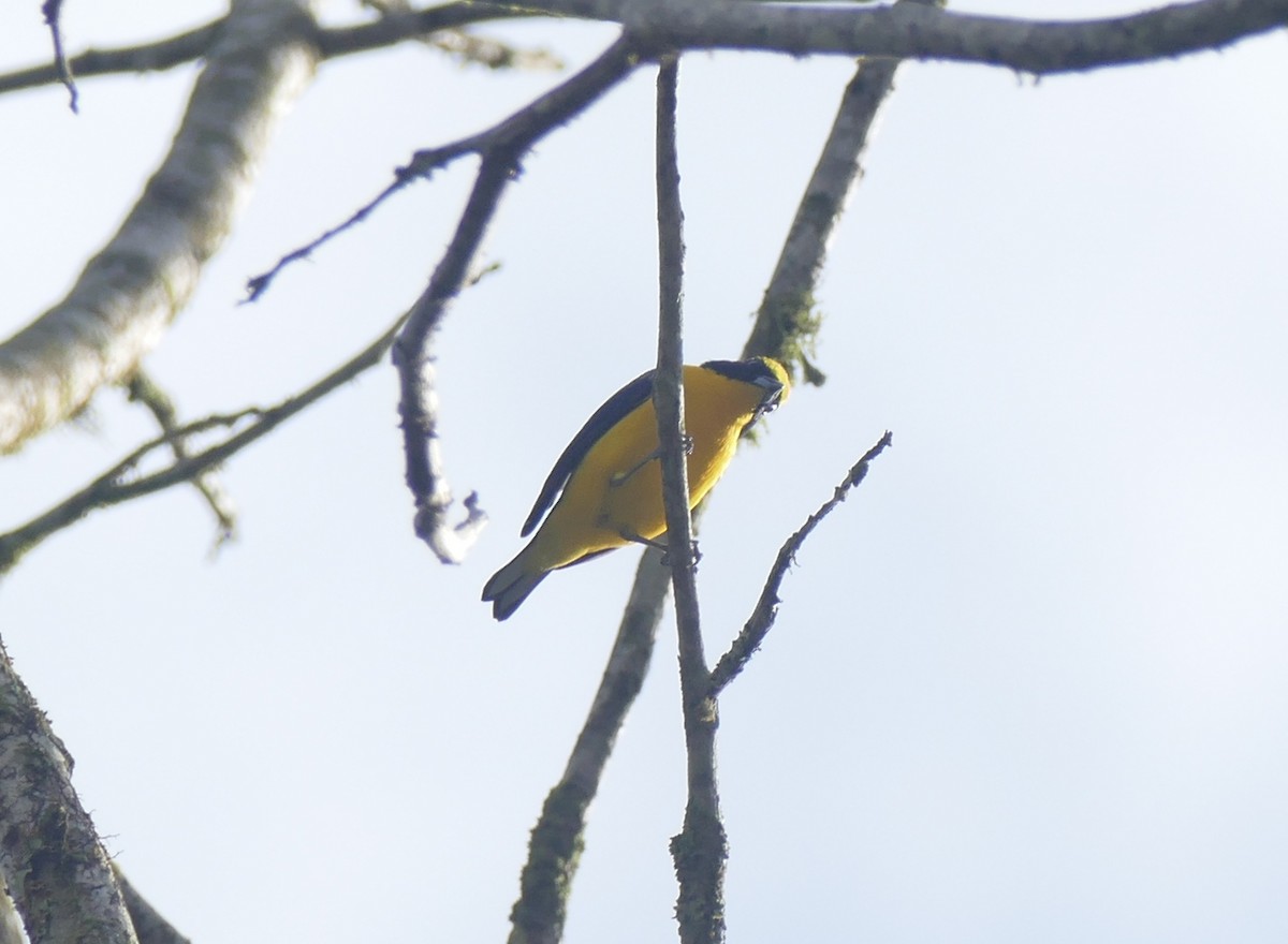 Thick-billed Euphonia - ML644445758