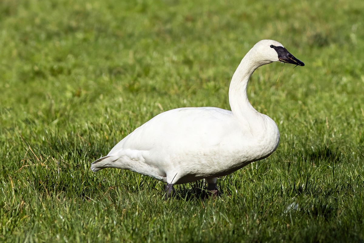 Trumpeter Swan - ML644445762