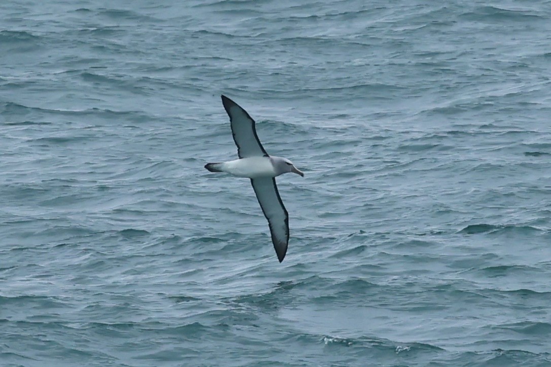 Salvin's Albatross - ML644445765