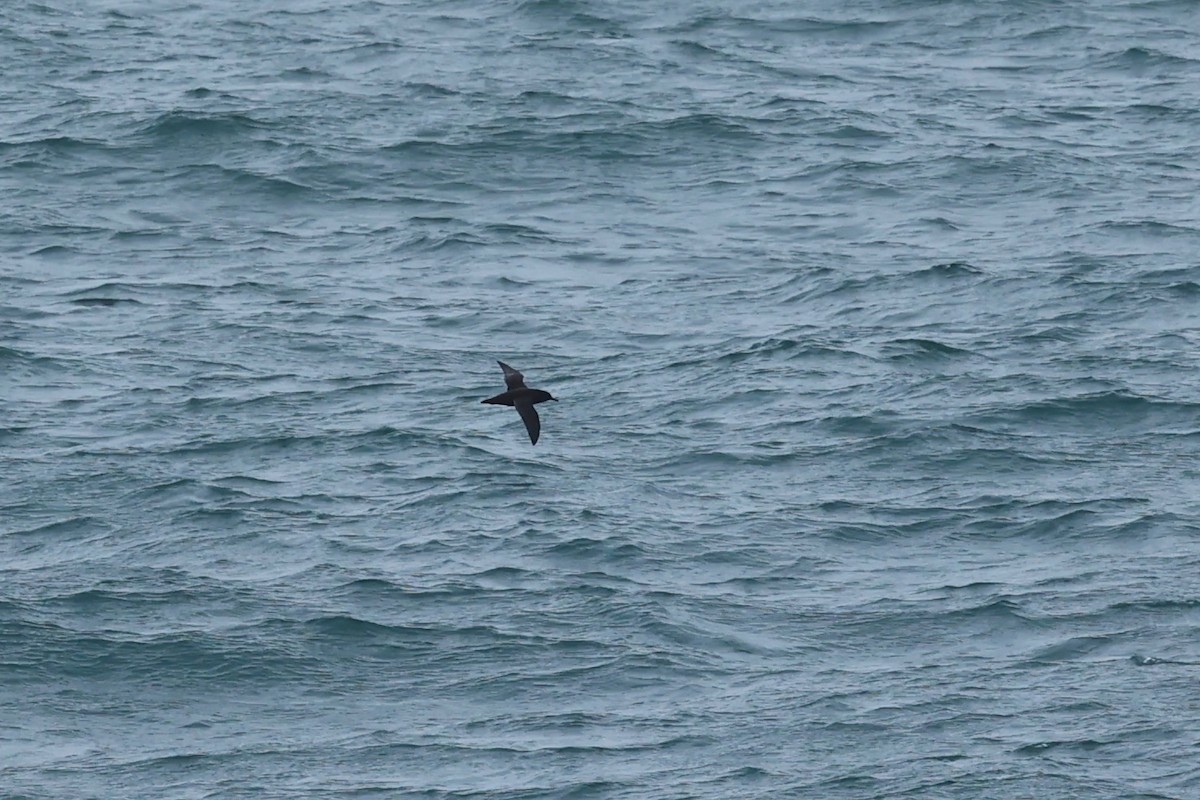 grålire - ML644445785