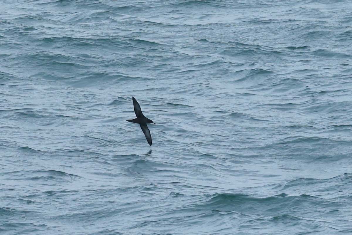 grålire - ML644445786