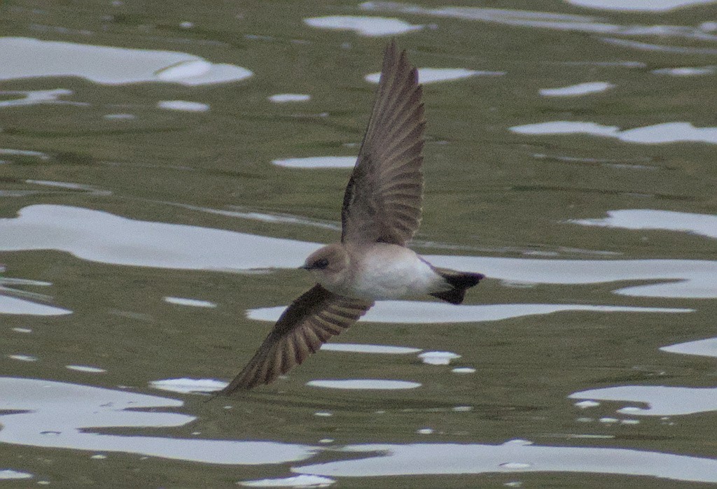 Northern Rough-winged Swallow - ML644445787