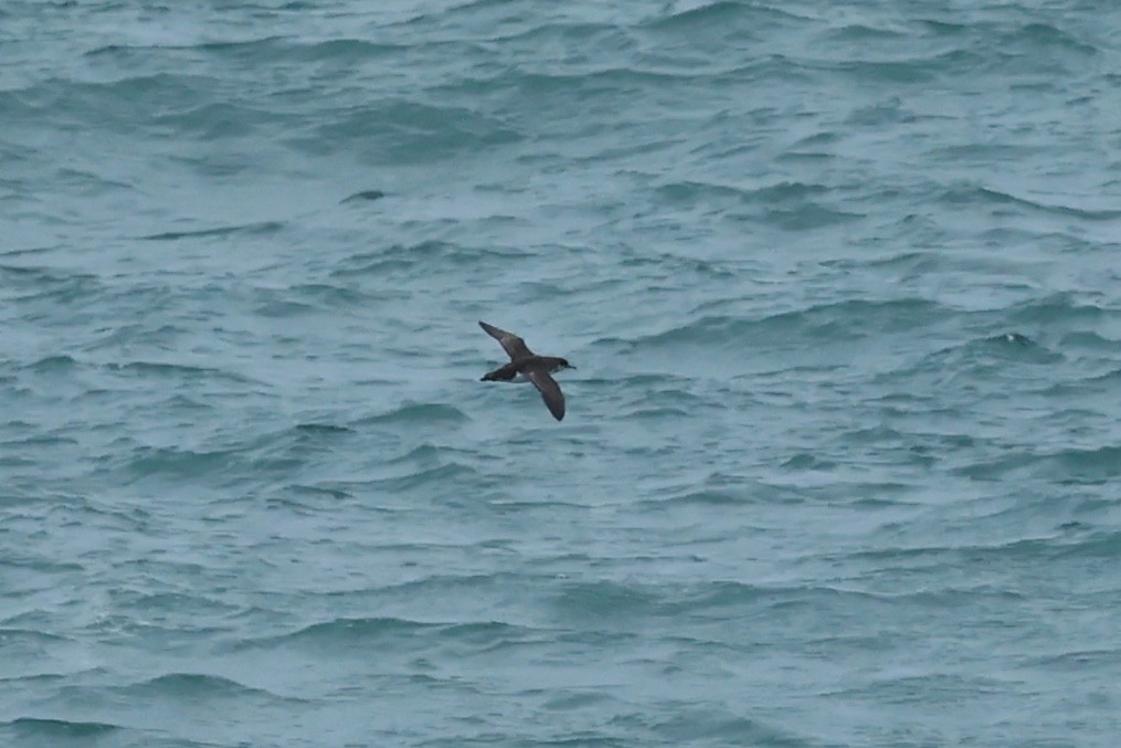 Puffin volage - ML644445790