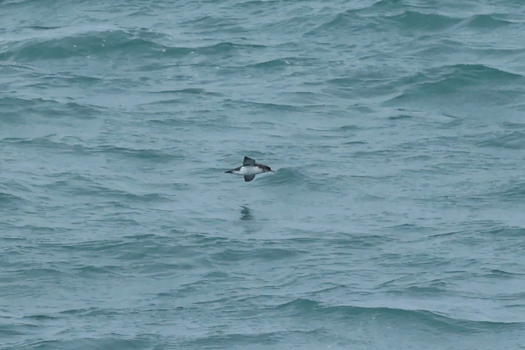 Puffin volage - ML644445791