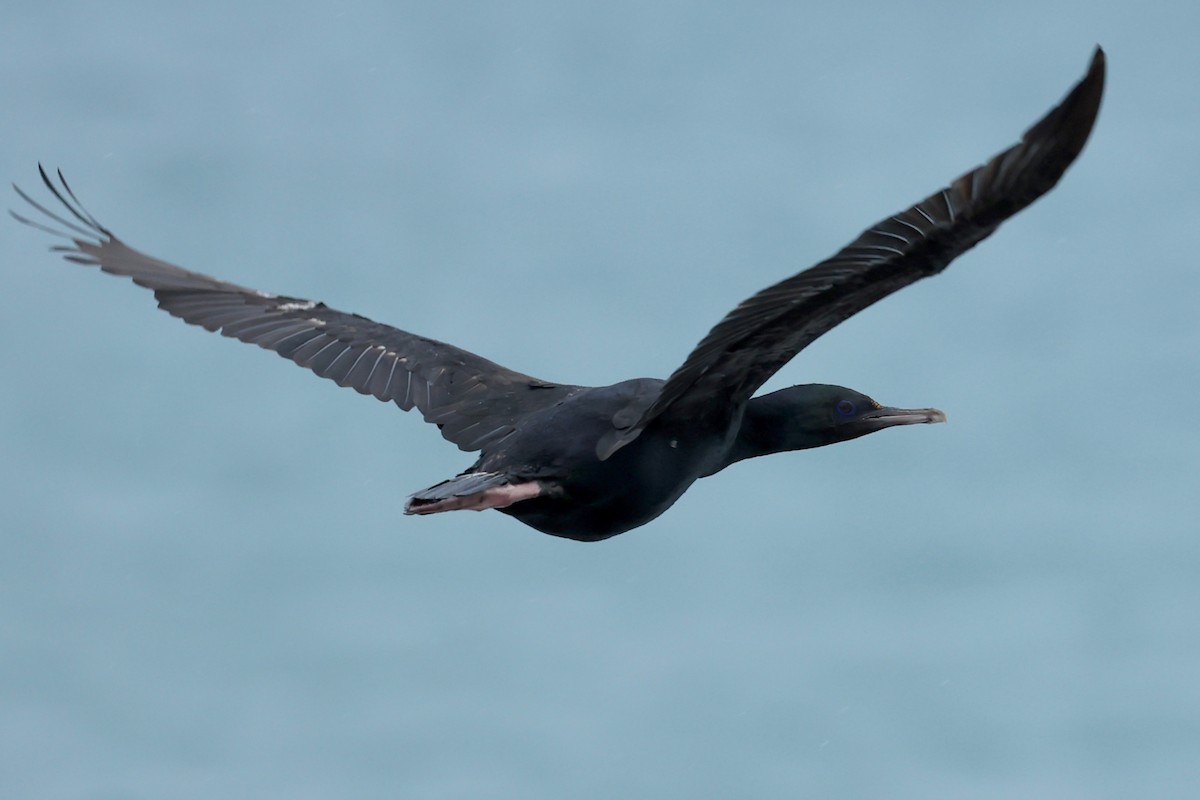Stewart Island Shag - ML644445796