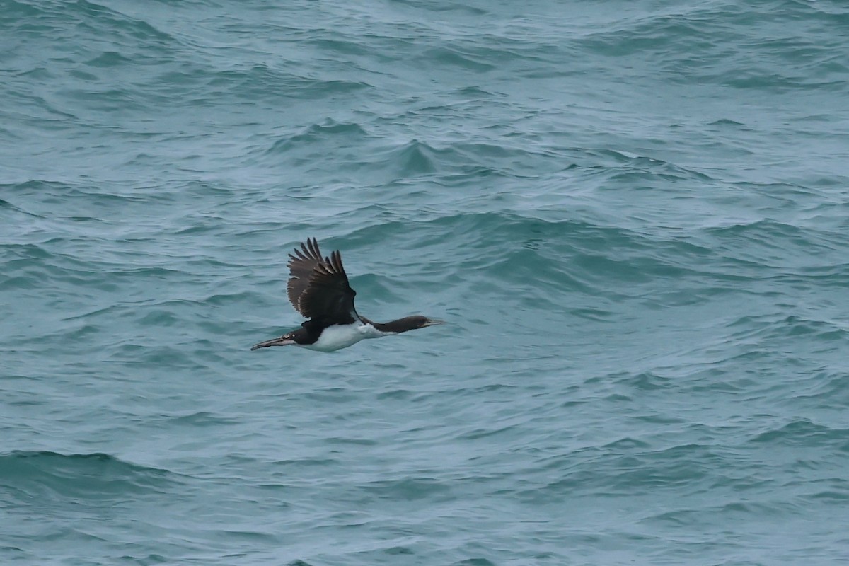 Stewart Island Shag - ML644445797