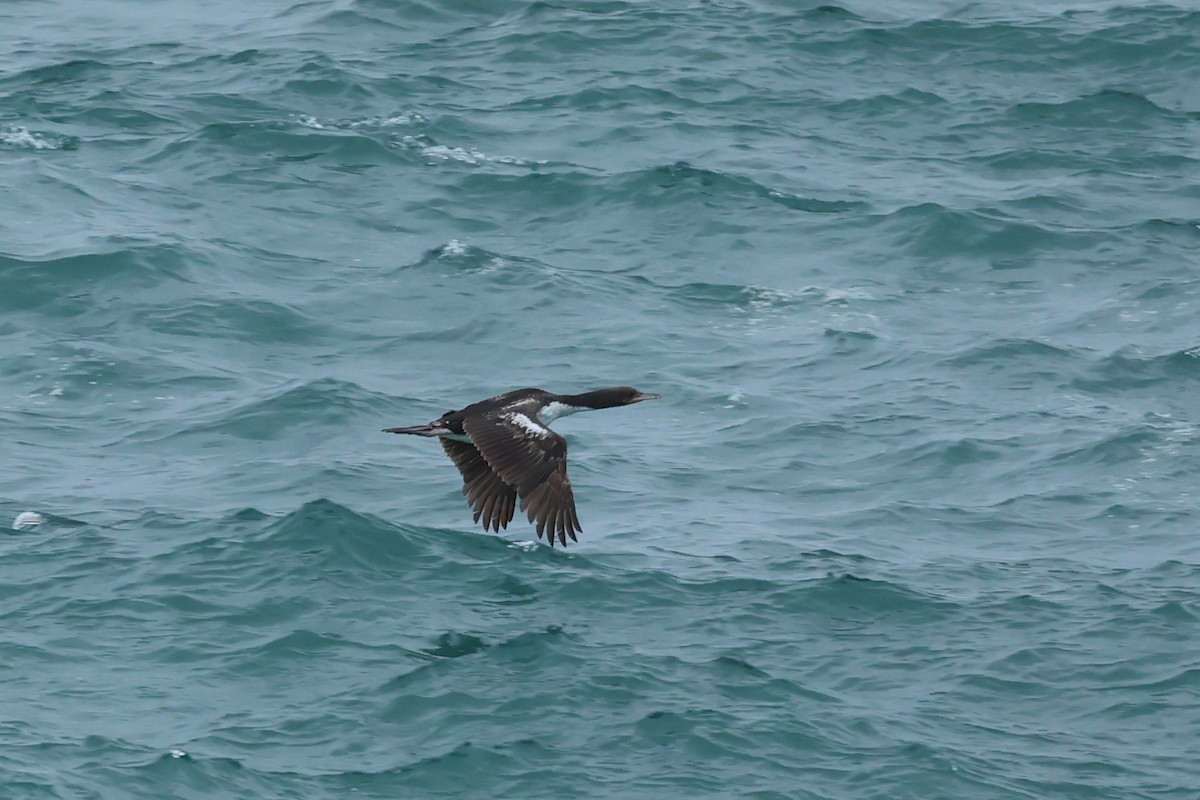 Stewart Island Shag - ML644445798