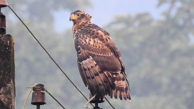 Crested Serpent-Eagle - ML644445812