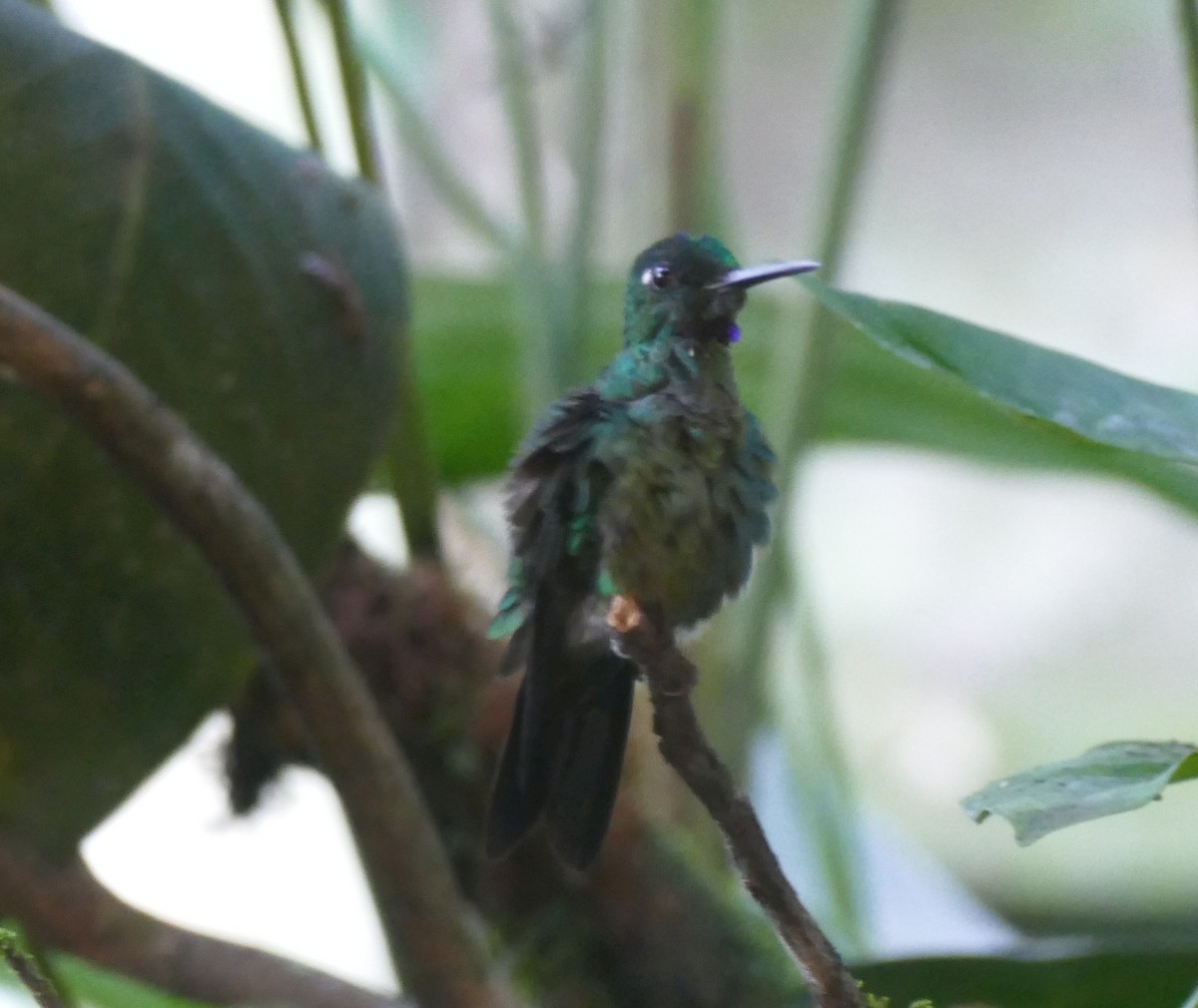 Green-crowned Brilliant - ML644445816