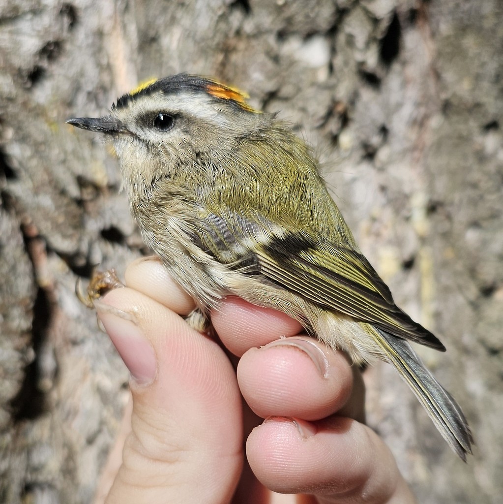 Golden-crowned Kinglet - ML644445818