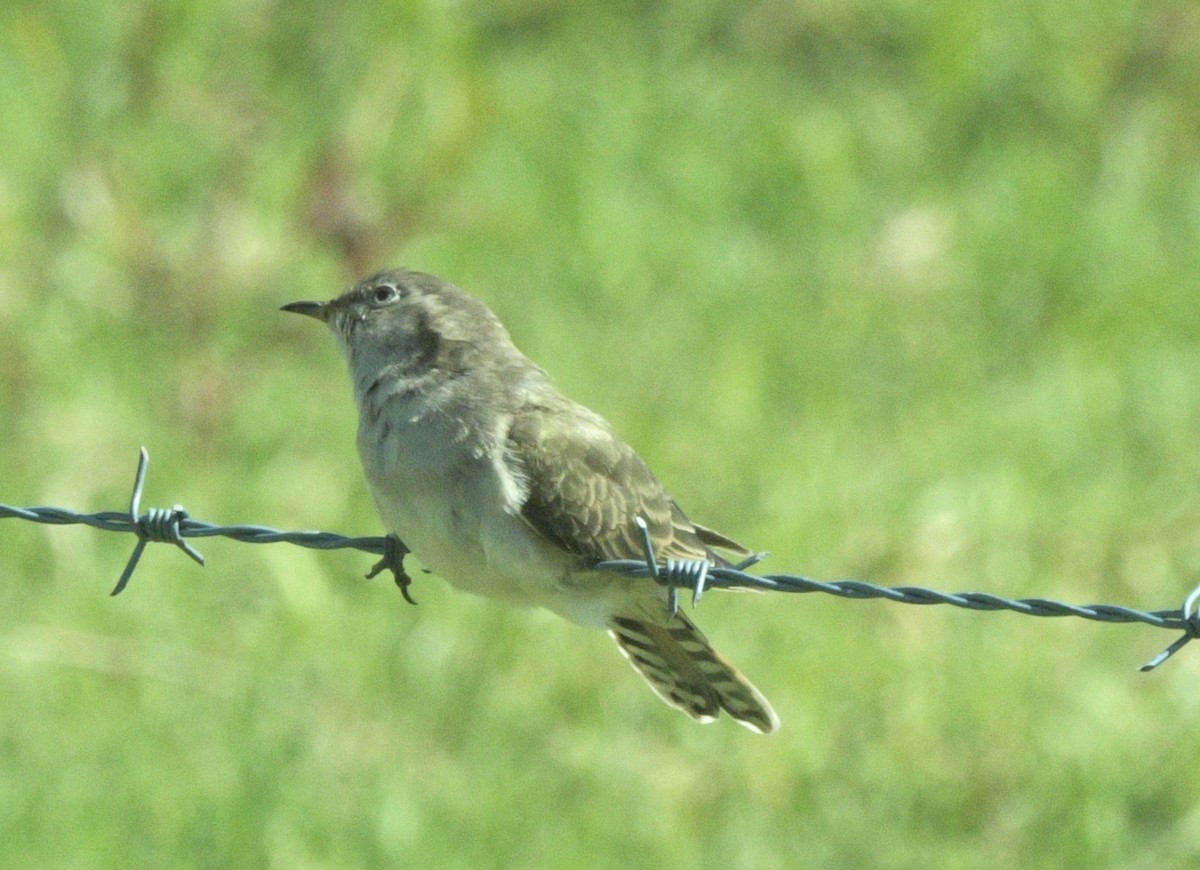 マミジロテリカッコウ - ML644445838