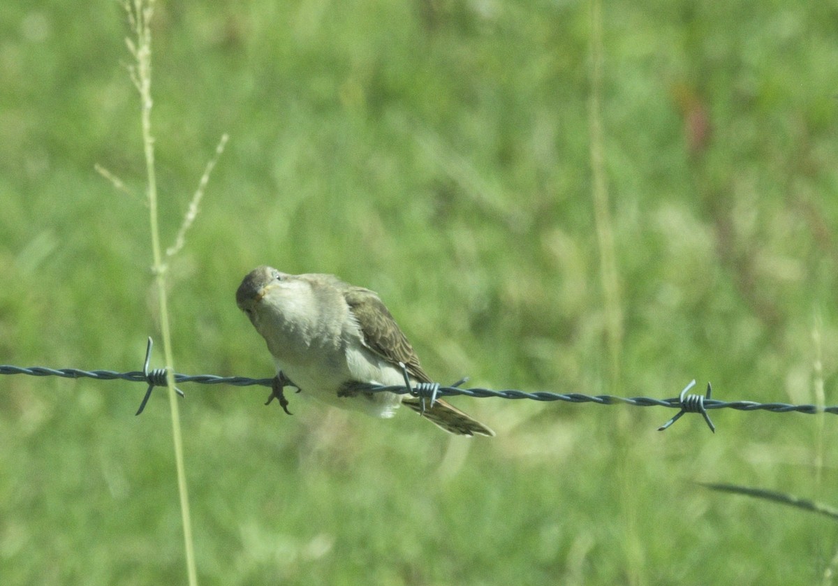 マミジロテリカッコウ - ML644445839