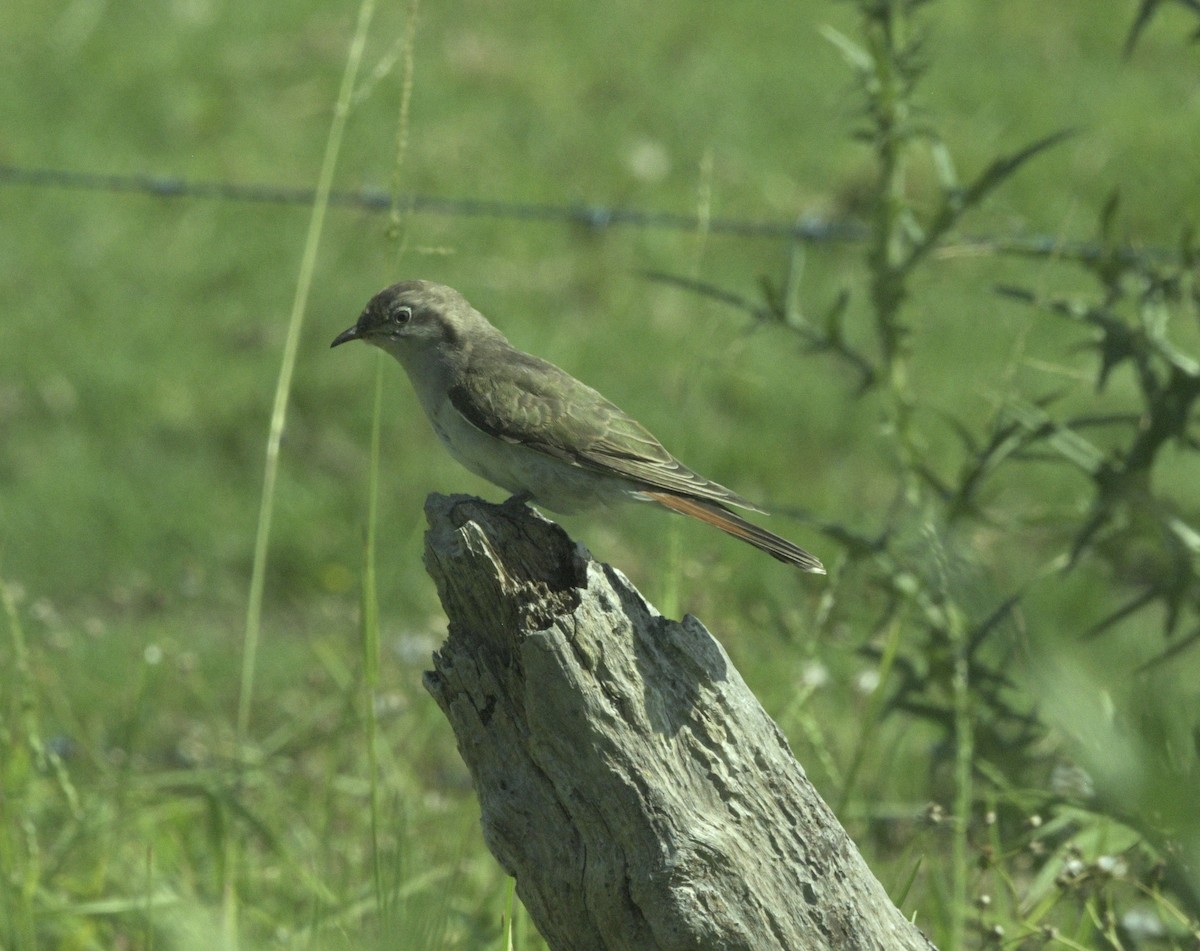 マミジロテリカッコウ - ML644445840