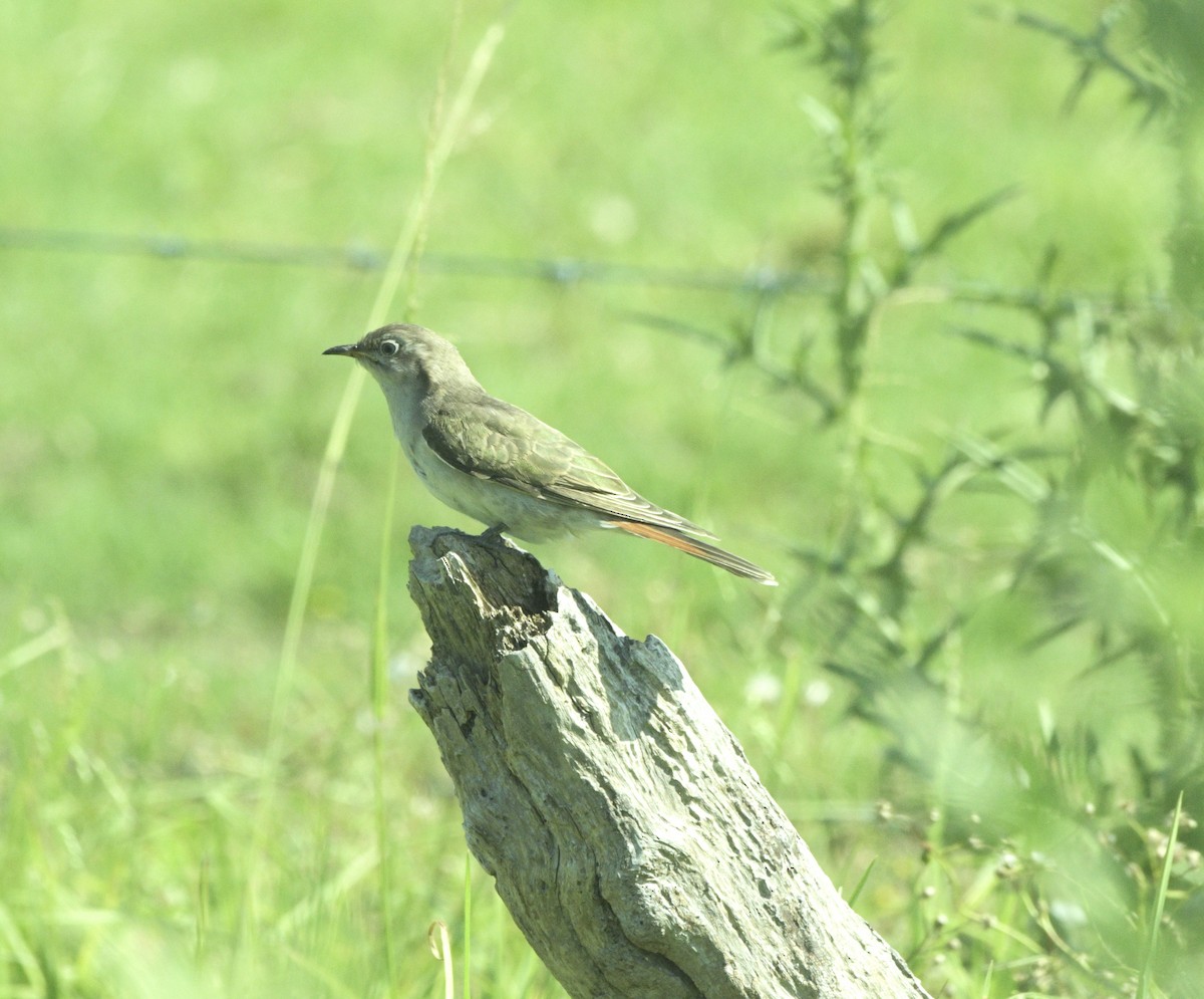 マミジロテリカッコウ - ML644445841