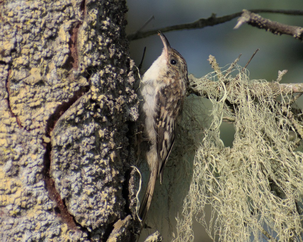 Brown Creeper - ML644445871