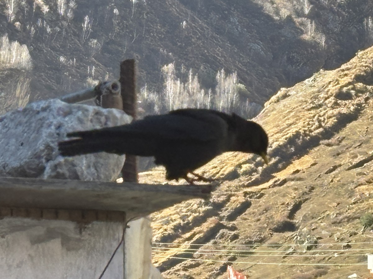 キバシガラス - ML644445872