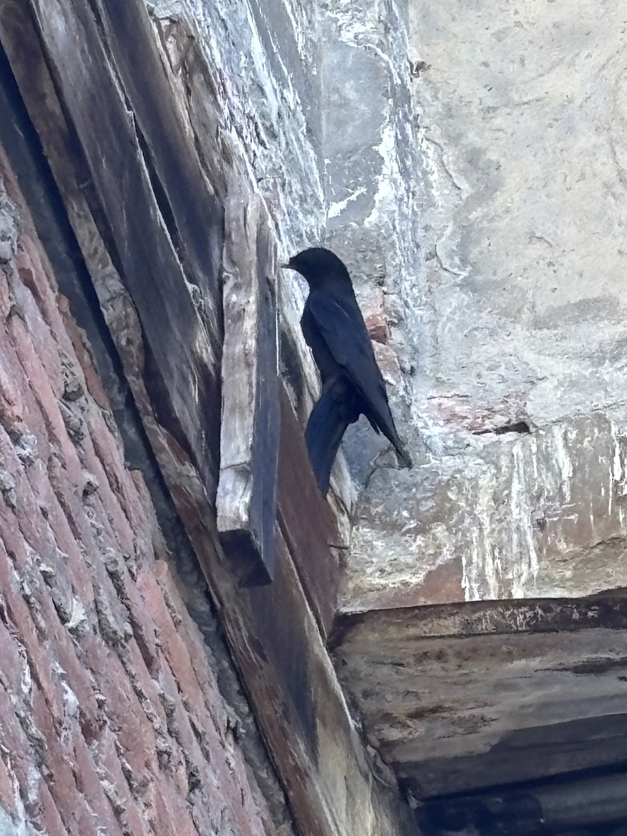 キバシガラス - ML644445873