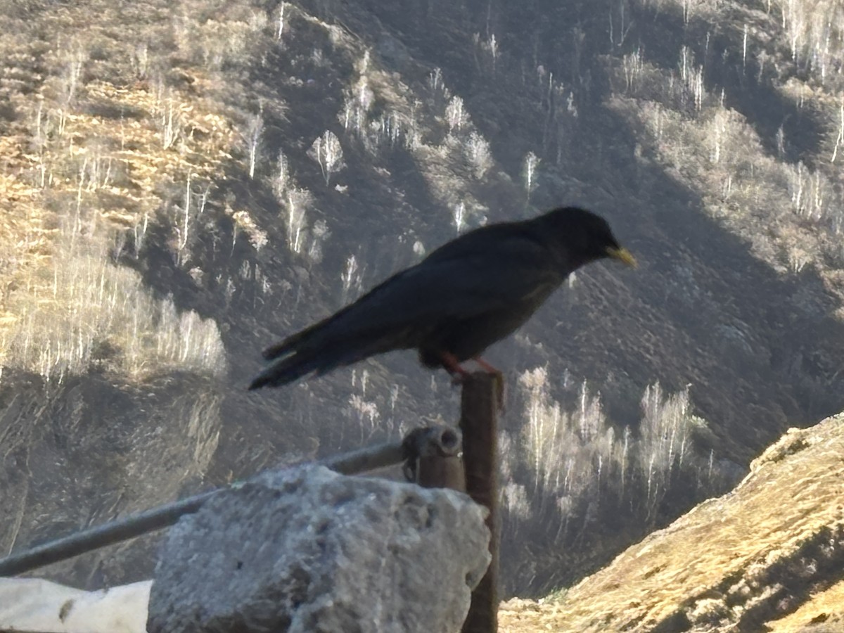 キバシガラス - ML644445874