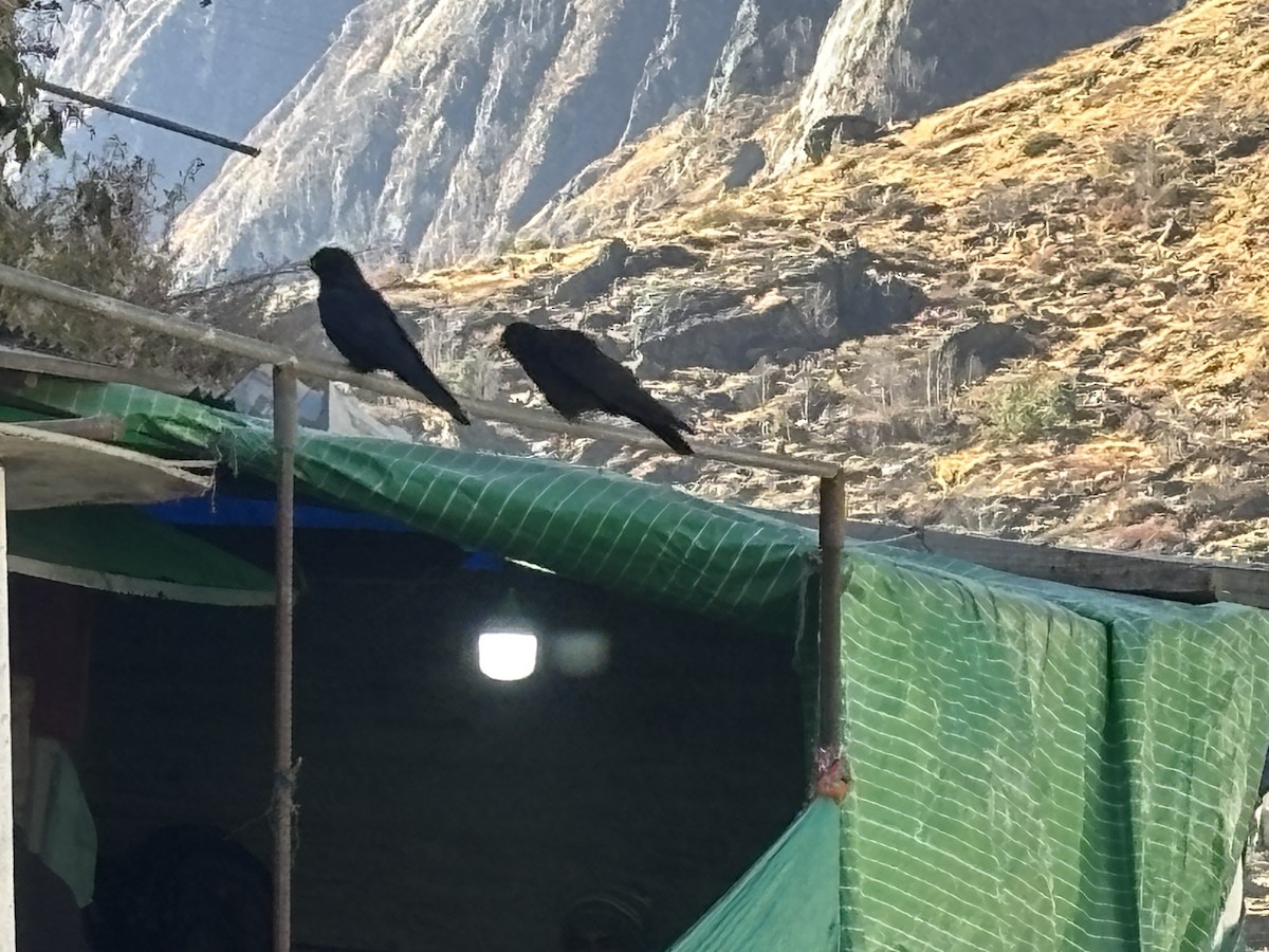 キバシガラス - ML644445875