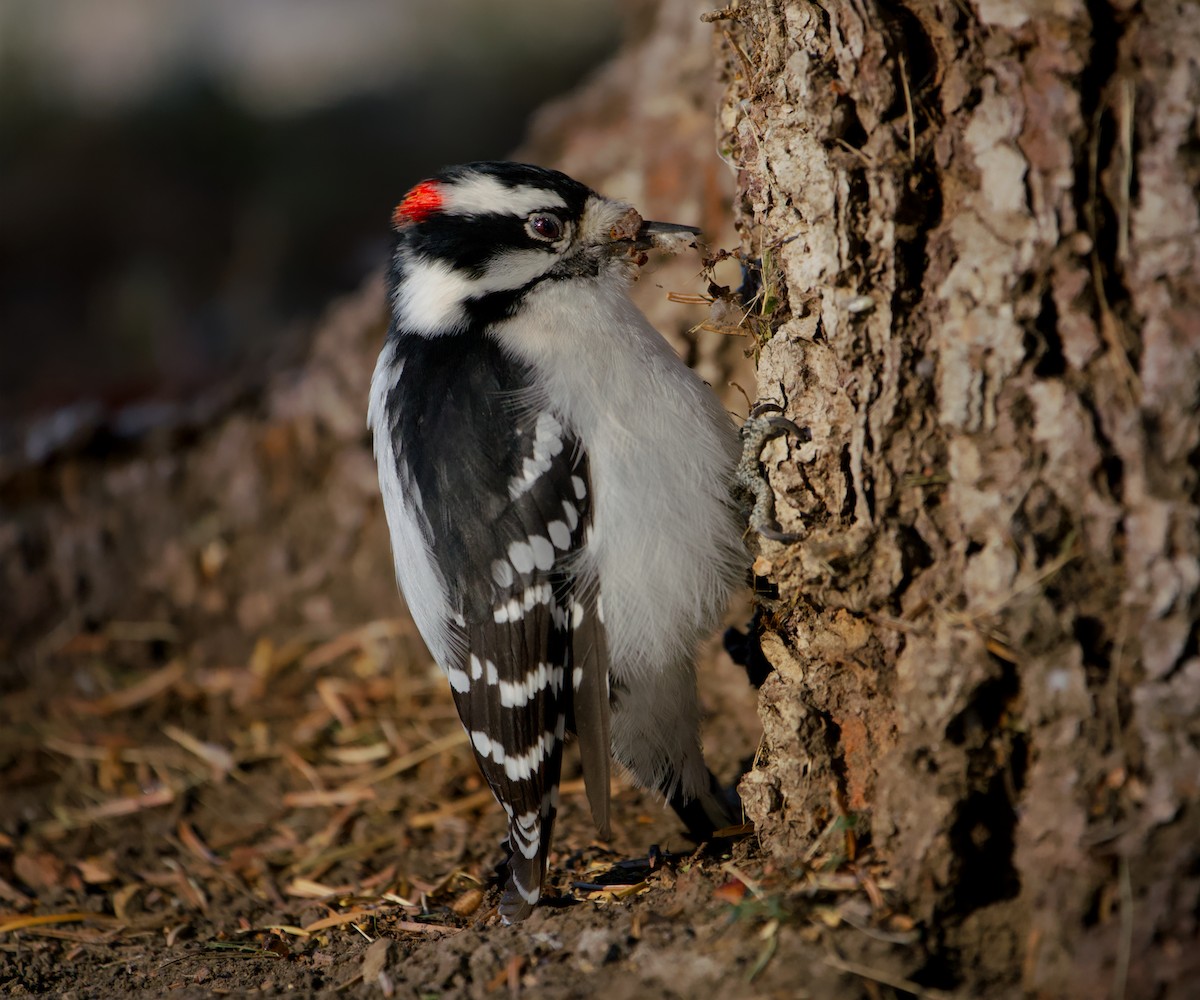 セジロコゲラ - ML644445878