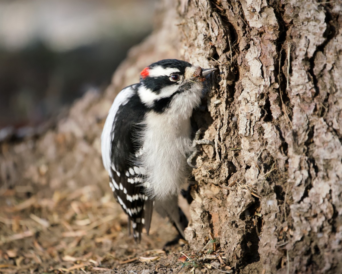 セジロコゲラ - ML644445879