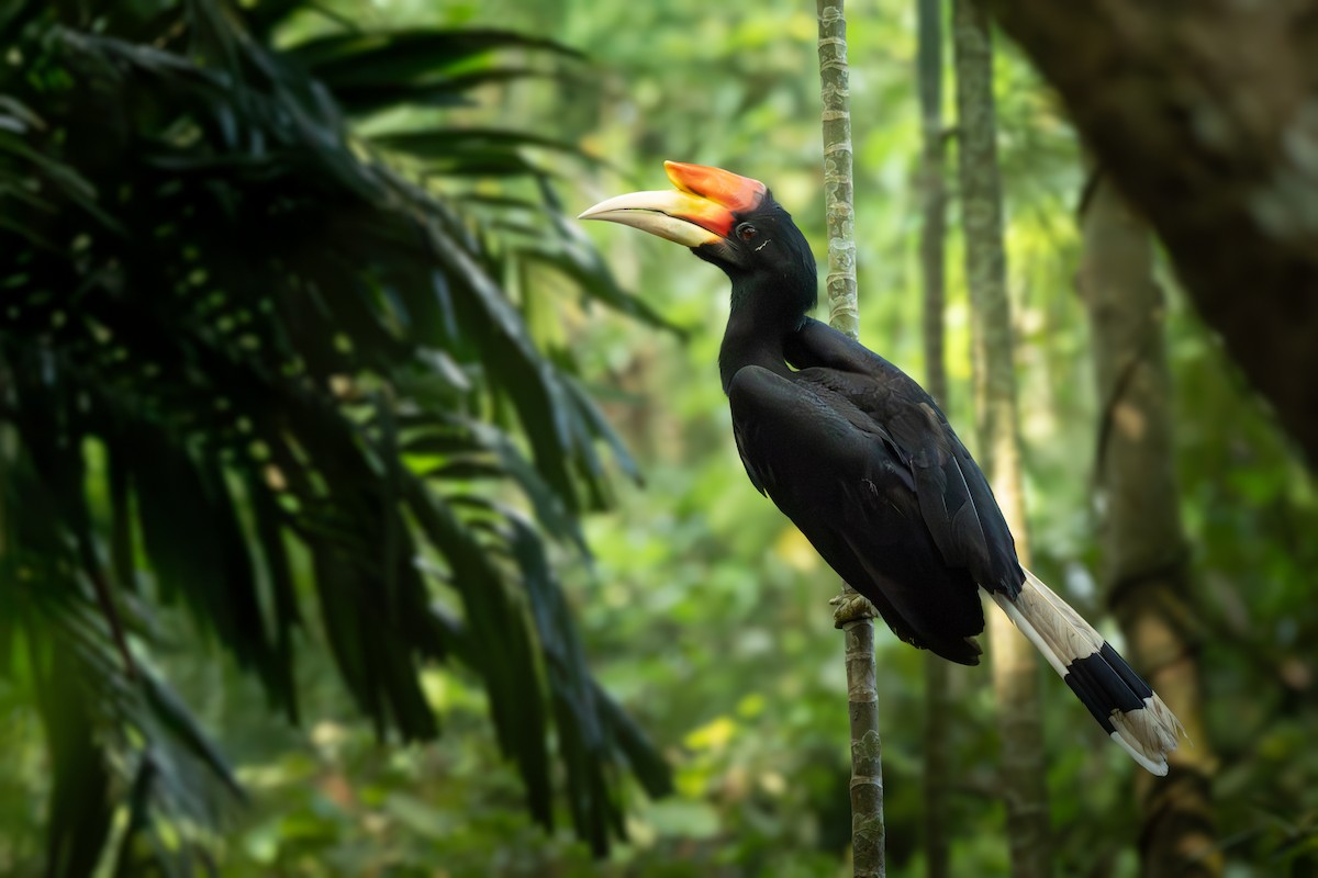 Rhinoceros Hornbill - ML644445882