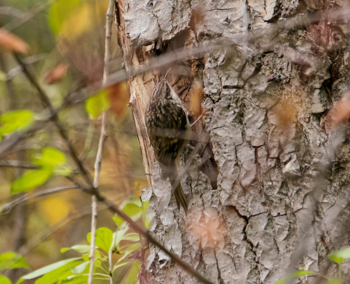 アメリカキバシリ - ML644445889
