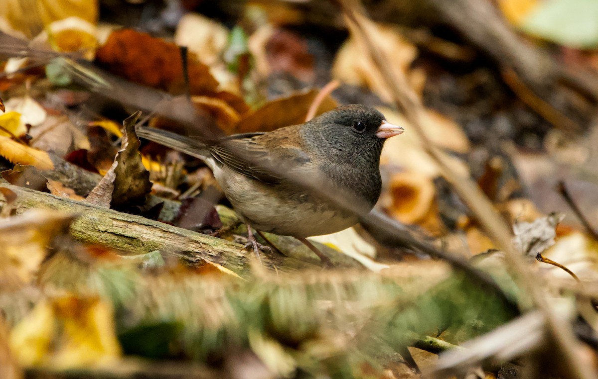 ユキヒメドリ - ML644445893