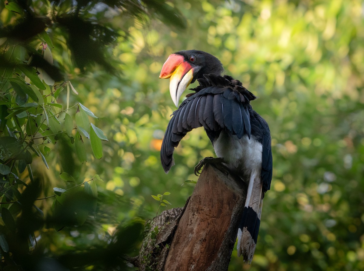 Rhinoceros Hornbill - ML644445894