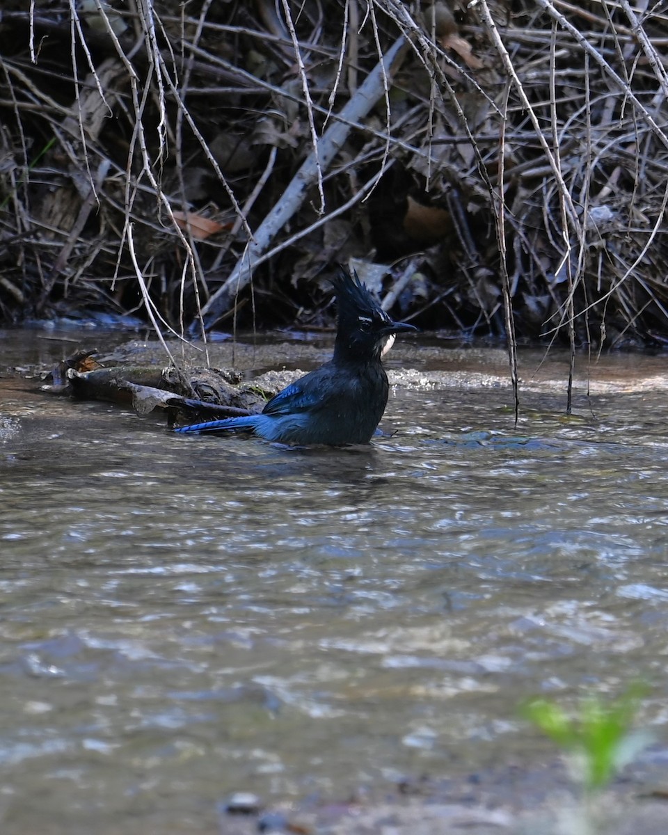 Steller's Jay (Southwest Interior) - ML644445904