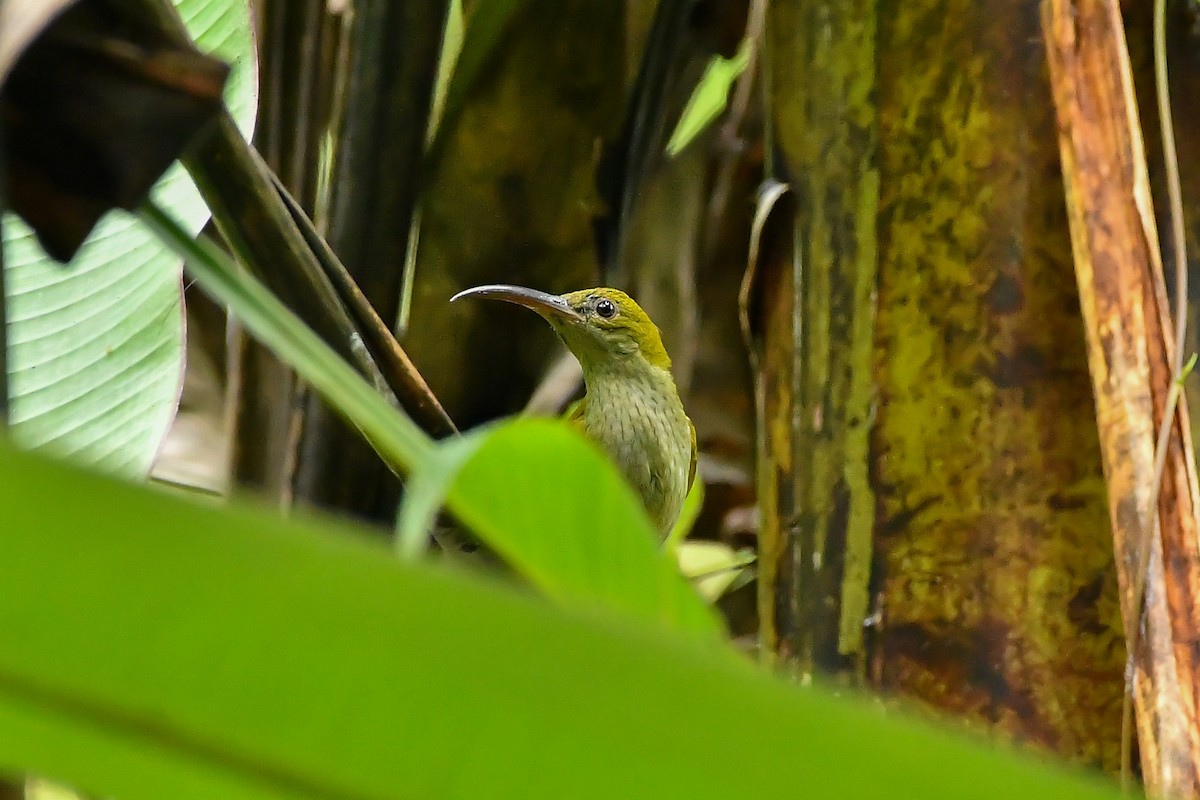 Gray-breasted Spiderhunter - ML644445907
