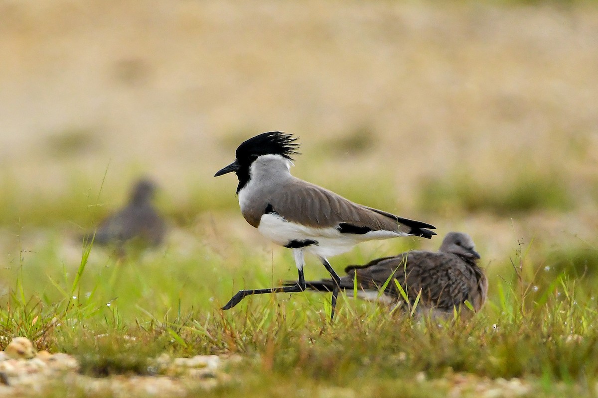 River Lapwing - ML644445914