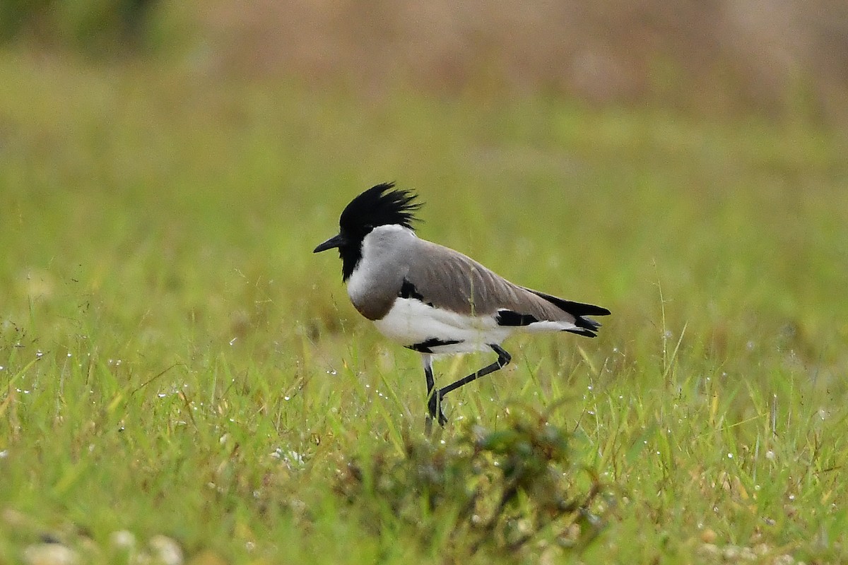 River Lapwing - ML644445915
