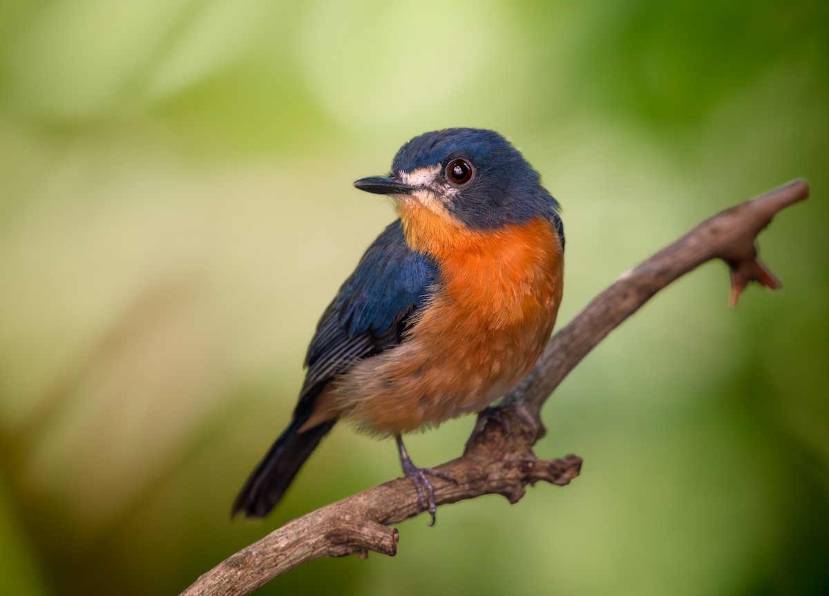 Mangrove Blue Flycatcher - ML644445920