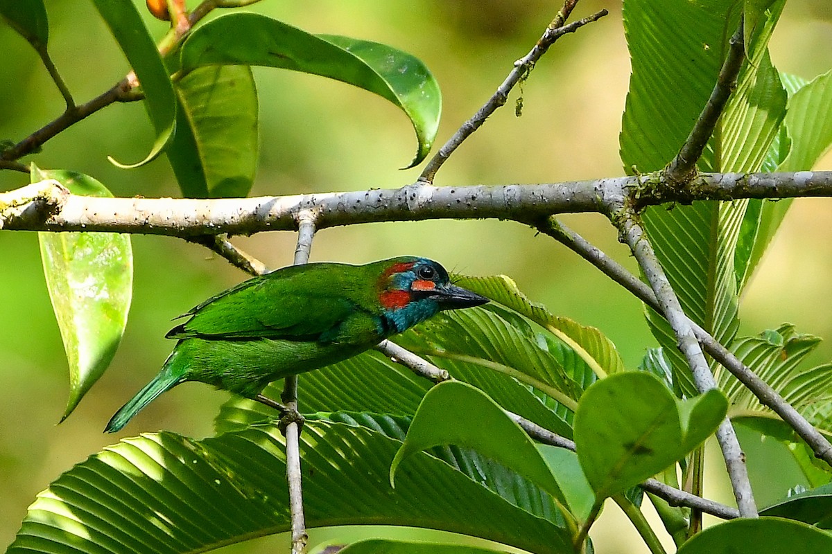 blåøreskjeggfugl - ML644445922