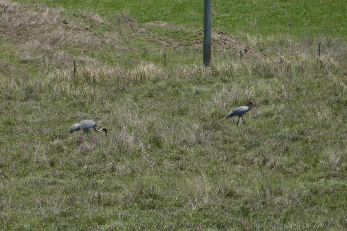 Brolga - ML644445926